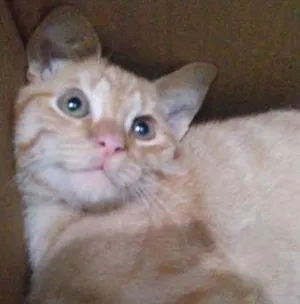 Gato raça SRD idade 2 a 6 meses nome Lion