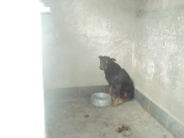 Cachorro ra a Rottweiler idade 6 ou mais anos nome Kakau