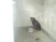 Kakau