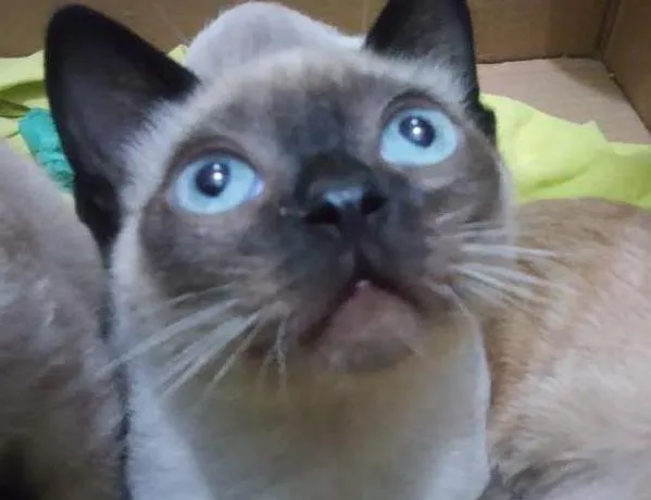 Gato ra a Siamês idade 2 a 6 meses nome Liro
