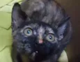 Maya