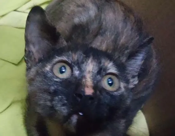 Gato ra a SRD idade 2 a 6 meses nome Maya