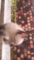 gatinho 