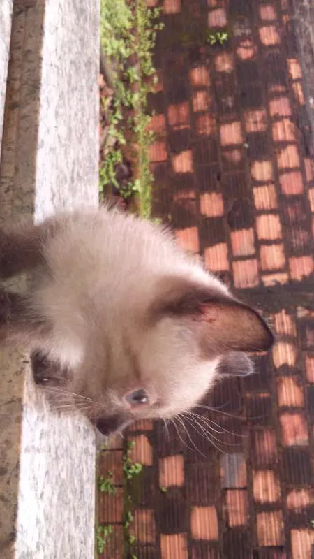 Gato raça siames  idade 2 a 6 meses nome gatinho 