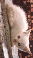 gatinho 