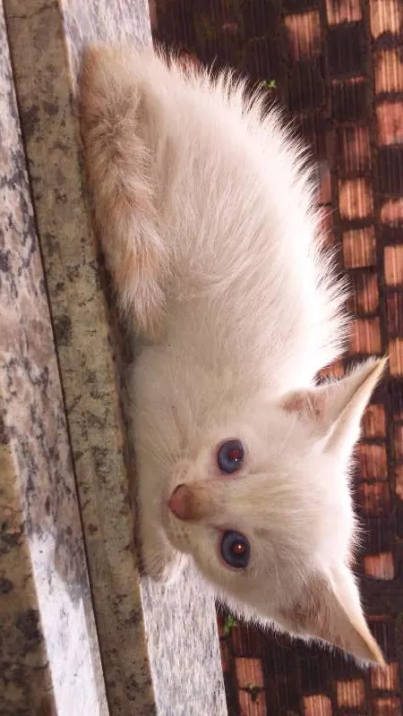 Gato raça siames  idade 2 a 6 meses nome gatinho 