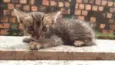 gato