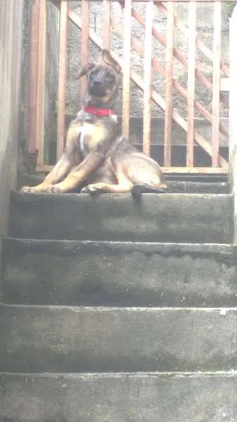 Cachorro ra a Idefinido idade 7 a 11 meses nome Shakira