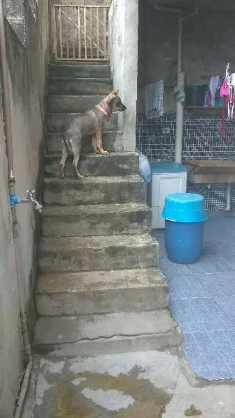 Cachorro ra a Idefinido idade 7 a 11 meses nome Shakira