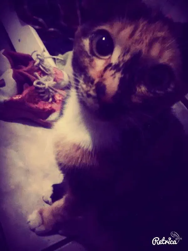 Gato ra a  idade 7 a 11 meses nome Marry