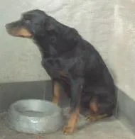 Cachorro ra a Rottweiler idade 6 ou mais anos nome Kakau