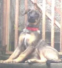 Cachorro raça Idefinido idade 7 a 11 meses nome Shakira
