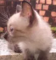 gatinho 
