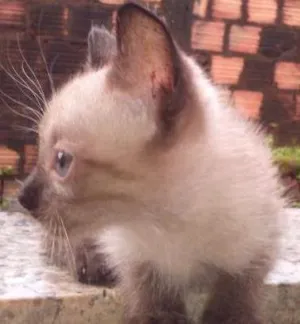 Gato raça siames  idade 2 a 6 meses nome gatinho 