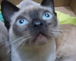 Gato raça Siamês idade 2 a 6 meses nome Liro