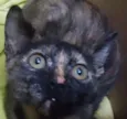 Maya