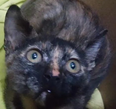 Gato raça SRD idade 2 a 6 meses nome Maya