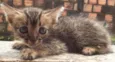 gato