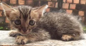 Gato raça sem raça definida  idade 2 a 6 meses nome gato