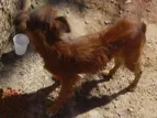 Cachorro raça indefinida idade 1 ano nome sem nome