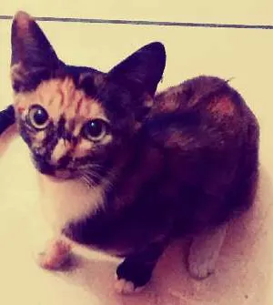Gato ra a  idade 1 ano nome Thow