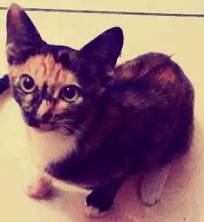 Gato raça  idade 7 a 11 meses nome Marry