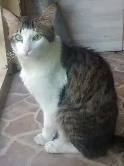 Gato ra a  idade 1 ano nome Thow