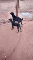 neguinha e negui
