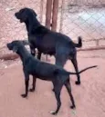 neguinha e negui