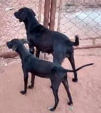 Cachorro ra a viralata idade 2 anos nome neguinha e negui