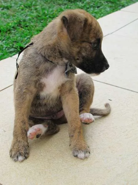Cachorro ra a SRD idade 2 a 6 meses nome Tiger