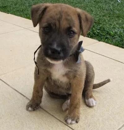 Cachorro ra a SRD idade 2 a 6 meses nome Tiger