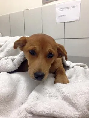 Cachorro ra a SRD idade 2 a 6 meses nome Sem nome