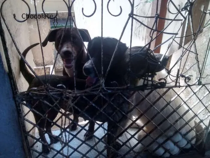 Cachorro raça  idade 2 anos nome Chocolate