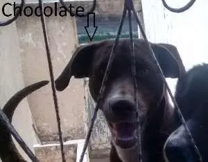 Cachorro raça  idade 2 anos nome Chocolate