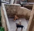 Asas, Valentina e Bê