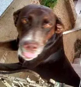 Cachorro raça  idade 2 anos nome Chocolate