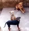 Asas, Valentina e Bê