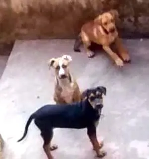 Cachorro raça  idade 2 a 6 meses nome Asas, Valentina e Bê