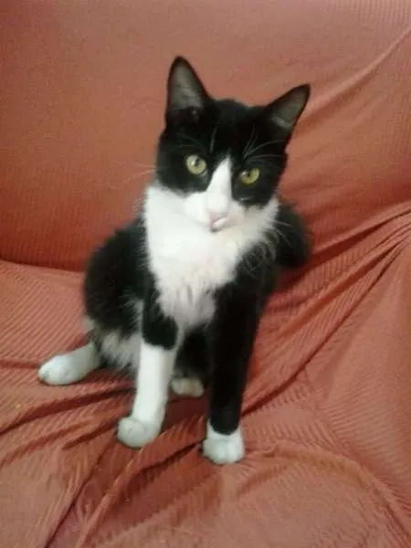 Gato raça  idade  nome são varios