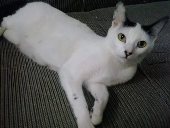 Gato raça  idade  nome são varios