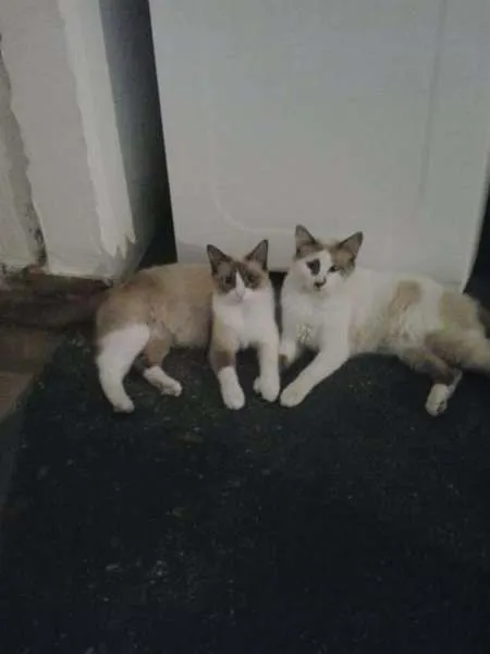 Gato raça  idade  nome são varios