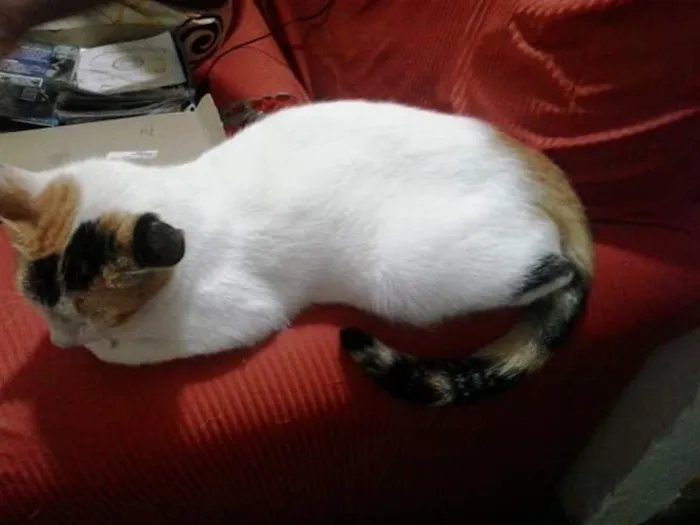 Gato raça  idade  nome são varios