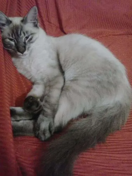 Gato raça  idade  nome são varios