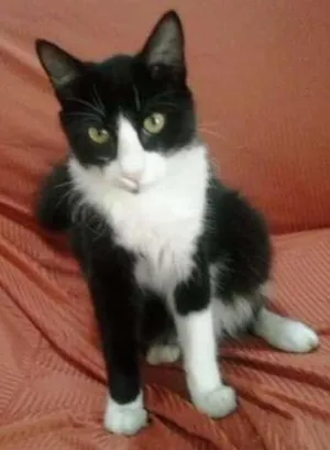 Gato raça  idade  nome são varios