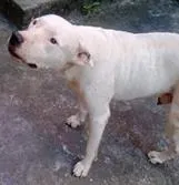 Cachorro raça  PIT BULL idade 5 anos nome OBAMA