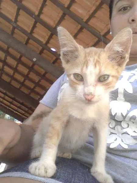 Gato ra a SRD idade Abaixo de 2 meses nome Sem Nome