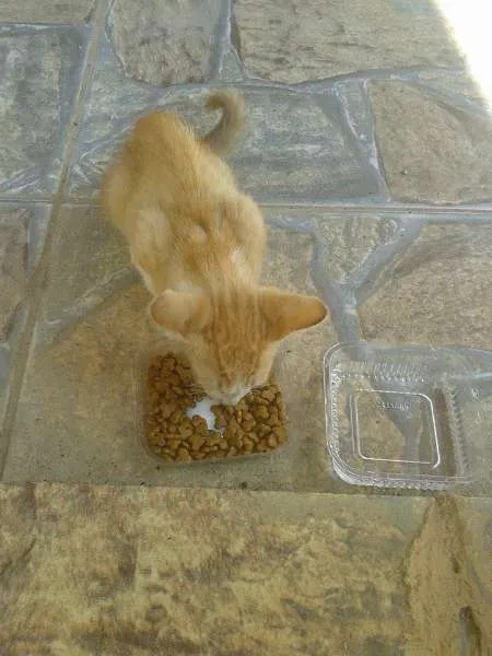 Gato ra a SRD idade Abaixo de 2 meses nome Sem Nome