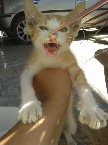 Gato ra a SRD idade Abaixo de 2 meses nome Sem Nome
