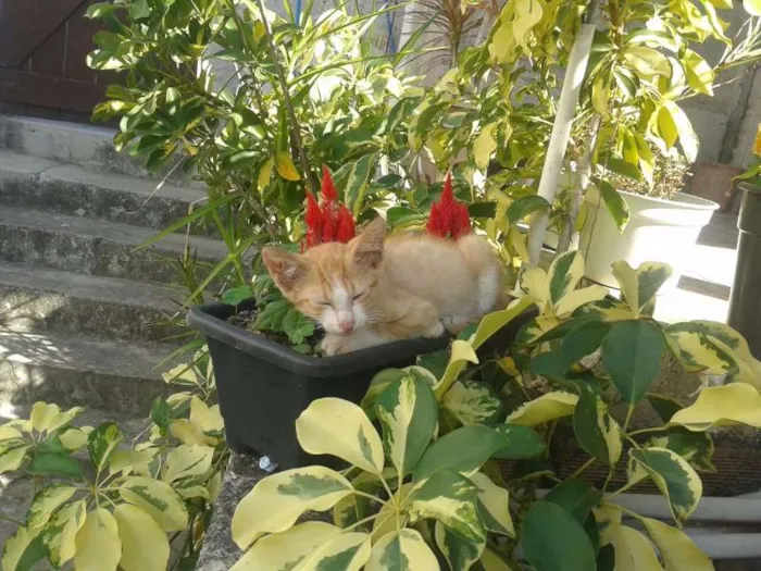 Gato ra a SRD idade Abaixo de 2 meses nome Sem Nome